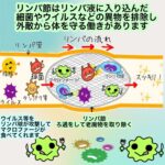 リンパや血液の巡りを良くすることで体の調子がアップ！
