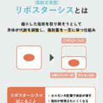 リバウンドを繰り返していると、太りやすい体質