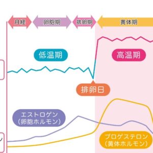 40代女性のためのホルモンバランス改善法